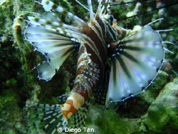 lionfish by Diego Tan 